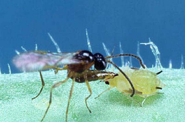 izraelinfo - biobee