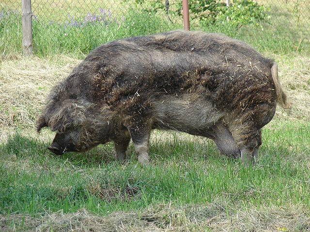 640px-Mangalica
