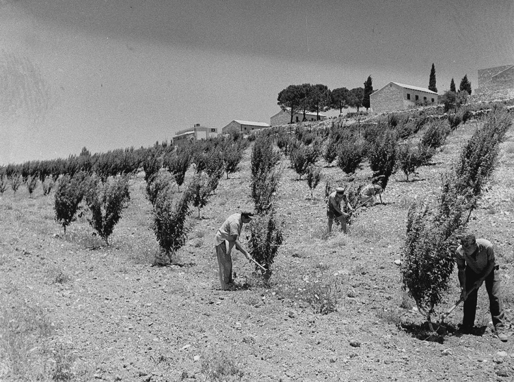 Kfar Acion gyümölcsösében dolgoznak a kibuclakók, 1947 - fotó: Kluger Zoltán / GPO