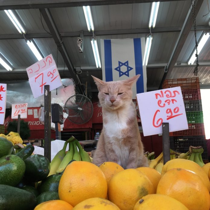 izraeli zaszlo piac macska cica narancs avokado