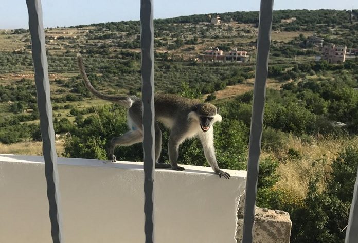 majom a libanoni hataron