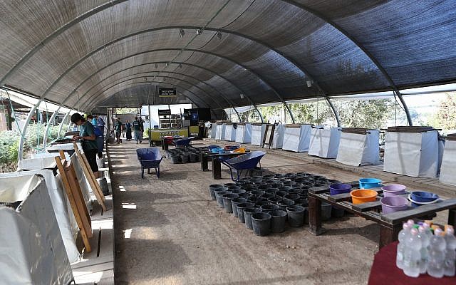 Dávid Városának szitálási projektje Jeruzsálemben, Emek Tzurimban - fotó: Moshe Mangan / Dávid Városa