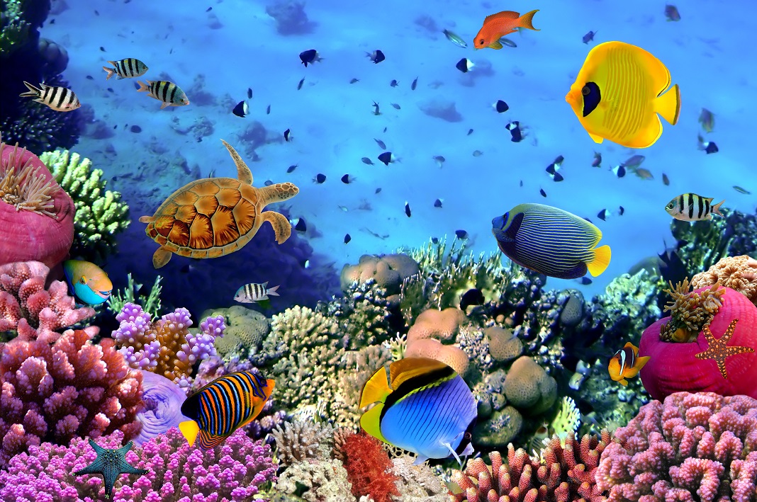 Korallkolónia a Vörös-tengerben - fotó: Shutterstock