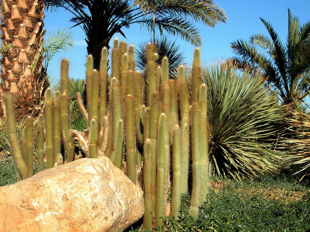 Kaktuszok és pálmák Ein Gedi kibucban - fotó: Shutterstock