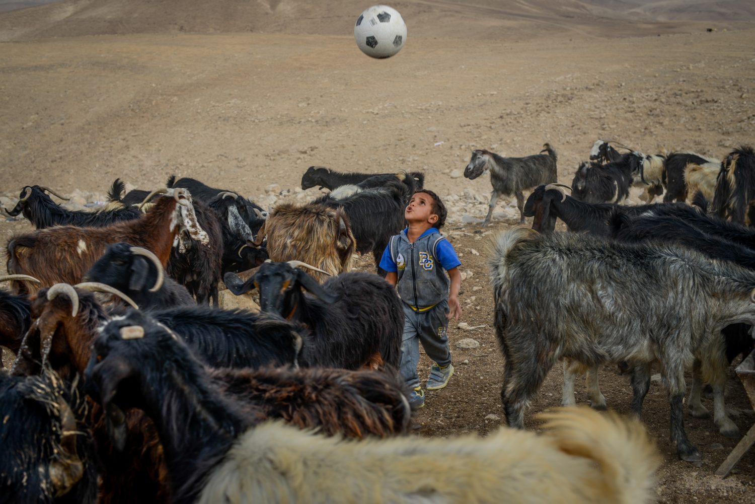 Kisfiú a kecskenyáj közepén focizik az Ali Rashayda család területén, a Júdeai sivatagban, Jeruzsálemtől kb. 50 kilométerre keletre 2018. október 23-án. Ali Rashayda az egyik utolsó beduin család, aki hagyományos, nomád állattartó életmódot folytat - fotó: Bea Bar Kallos / Izraelinfo