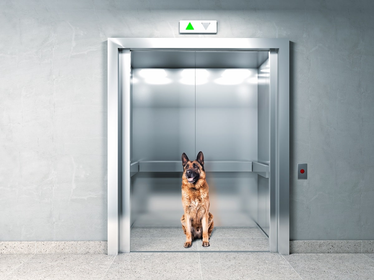 kutya liftben