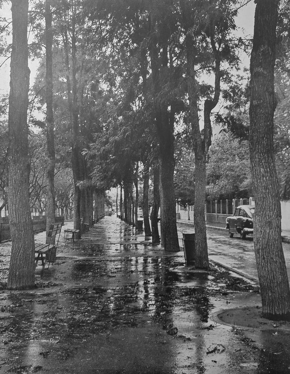 Eső után – a Rothschild Boulevard Tel-Avivban